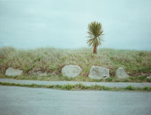 Load image into Gallery viewer, A lone palm tree at Dublin port. From a series documenting County Dublin, Ireland.