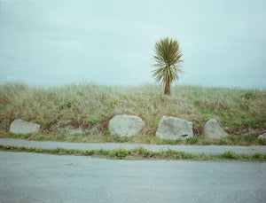 A lone palm tree at Dublin port. From a series documenting County Dublin, Ireland.